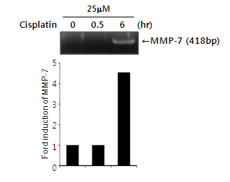 Cisplatin에 의한 MMP-7 전사 활성 변화 관찰 : HK-2 cells