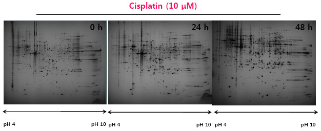 HK-2 cell에서 cisplatin 처리에 따라 증가된 단백질체 분석