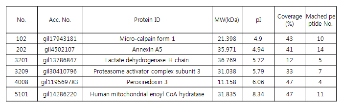 HK-2 cell에서 cisplatin 처리에 따라 증가된 단백질 확인 (Whole cell lysate)