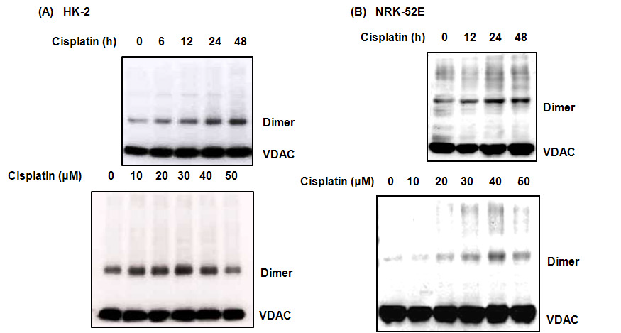 신장 세포에서 cisplatin에 의한 VDAC 발현 증가 및 oligomerization.