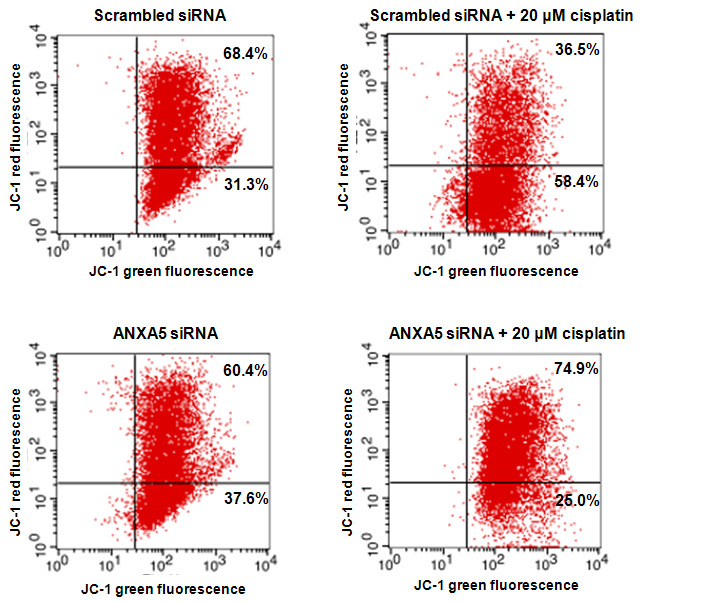 HK-2 세포에서 annexin A5 siRNA 에 의한 mitochondrial membrane potential (Δψm) 의 변화