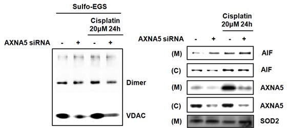 Annexin A5에 의한 VDAC oligomerization 변화 및 AIF 와 annexin A5의 translocation 확인