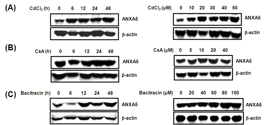 HK-2 세포에서 신장독성 물질에 인한 annexin A5 발현변화.