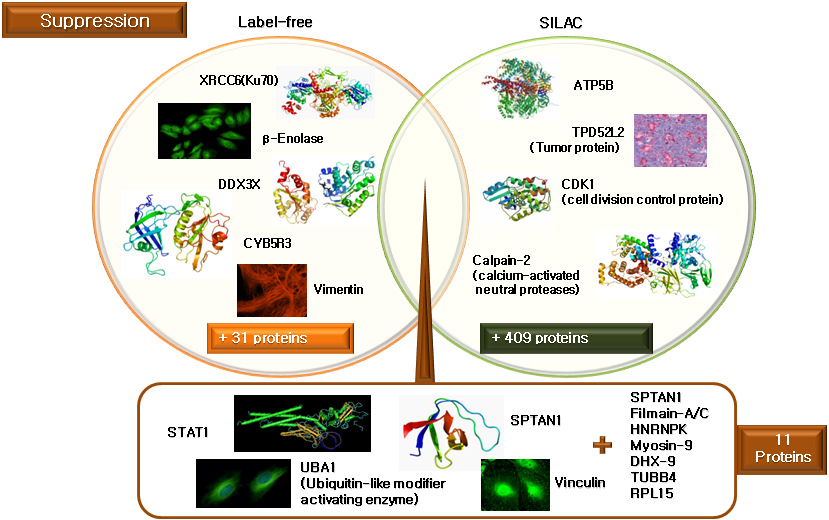 Label free quantification과 SILAC에 의해 발현이 감소 단백질 동정