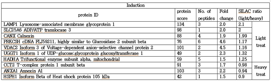 Label free quantification과 SILAC에 의해 발현이 증가된 단백질 리스트
