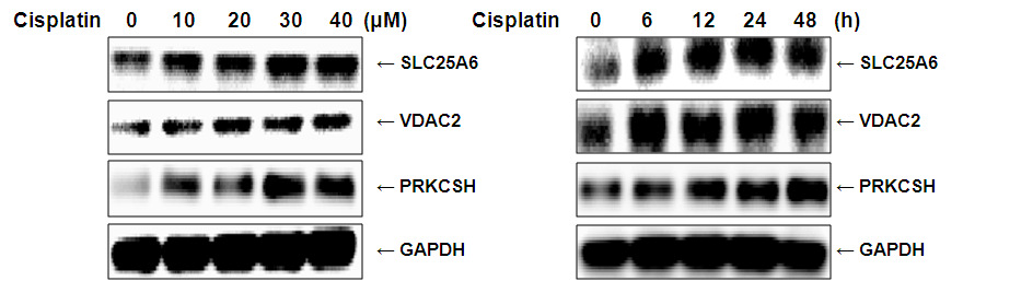 HK-2 cell에서 cisplatin의 농도에 따른 단백발현 산물 확인