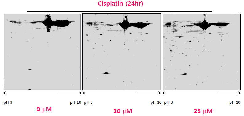 Cisplatin 처리 농도에 따른 단백 발현 산물 분리 - 2-DE, proteome in conditioned media of HK-2 cells