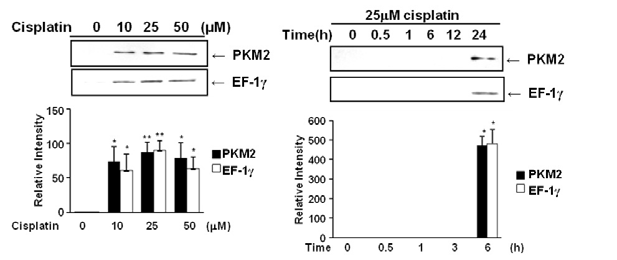 Immunoblot Analysis에 의한 PKM2, EF-1γ의 발현 검증(Validation) - Conditioned media of HK-2 cells
