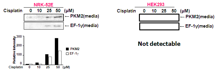 타 신장 세포에서 PKM2, EF-1γ의 발현 - Conditioned media of NRK-52E, HEK293 cells