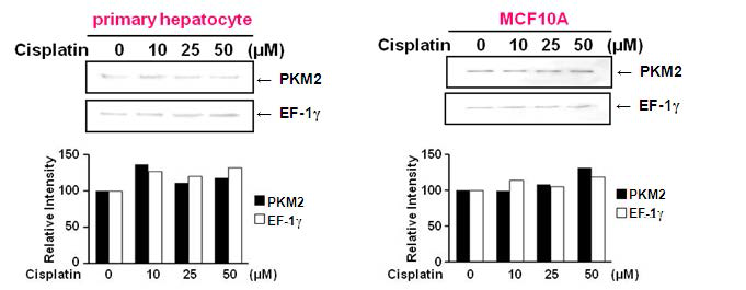 타 장기 세포에서 PKM2, EF-1γ의 발현 - Conditioned media of primary hepatocyte, MCF10A cells