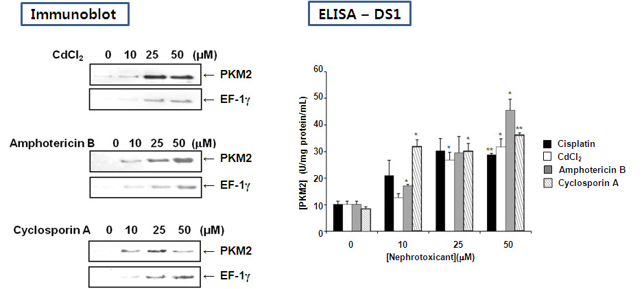 다양한 신장 독성 유발 약물에 의한 PKM2, EF-1γ의 발현 변화 - Conditioned media of HK-2 cells