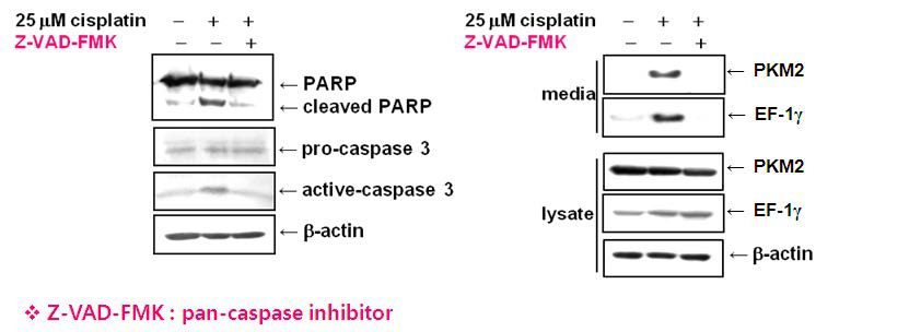 Cisplatin 처리/apoptosis 억제에 의한 PKM2, EF-1γ의 발현 변화 - HK-2 Cells