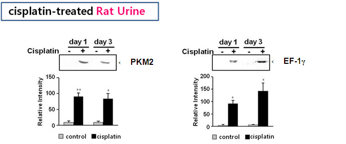 Cisplatin을 주사한 쥐의 뇨에서 PKM2, EF-1γ의 발현 변화 - Immunoblot analysis