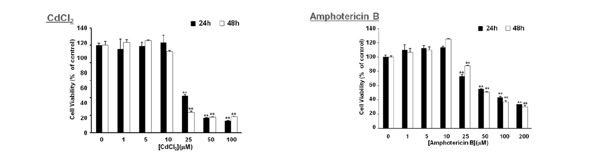 HK-2 cell에서 CdCl2, amphotericin B에 의한 독성 유발 농도 평가