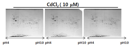 HK-2 세포에서 cadmium chloride 처리 후 발현이 변화하는 단백질 확인