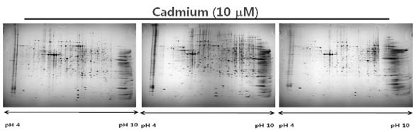 NRK-52E 세포에서 CdCl2 처리 후 발현이 변화하는 단백체 확인