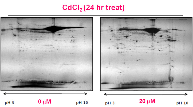 CdCl2 처리 농도에 따른 단백 발현 산물 분리 - 2-DE, proteome in conditioned media of HK-2 cells