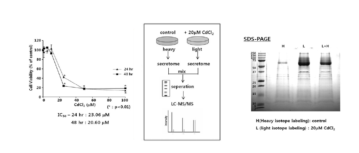 CdCl2에 의한 신장 독성 유발 후 분비 단백질 프로파일 연구 - SDS-PAGE, SILCA/LC-MS analysis