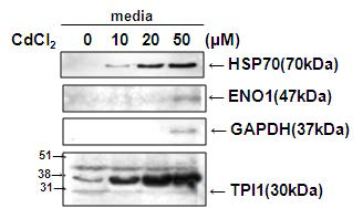 Immunoblot analysis에 의한 분비 단백질 프로파일의 발현 검증(Validation) - Conditioned media of HK-2 cells