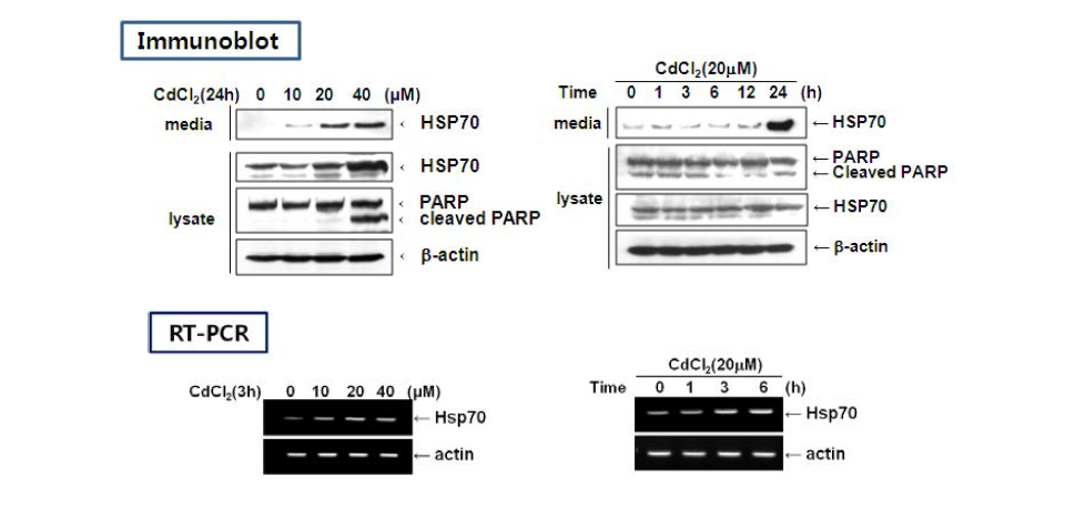 CdCl2 처리에 의한 Hsp70 발현 변화 - Immunoblot analysis, RT-PCR in HK-2 cells