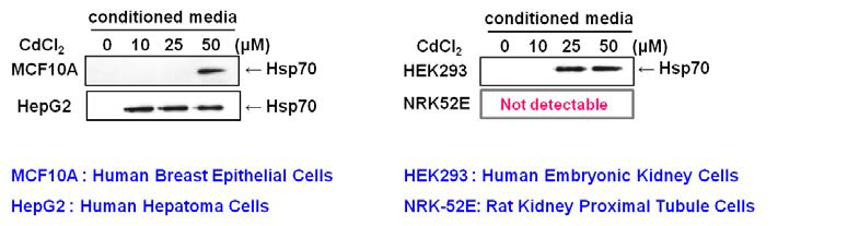 CdCl2 처리에 의한 Hsp70 발현 변화 - Immunoblot analysis in another cells