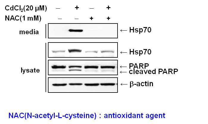NAC와 CdCl2 처리에 의한 Hsp70 발현 변화 - Immunoblot analysis in HK-2 cells
