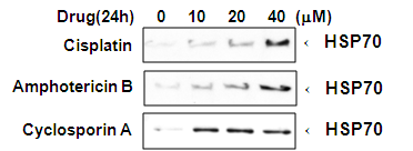 타 신장 독성 유발 약물에 의한 Hsp70 발현 변화 - Conditioned media of HK-2 cells