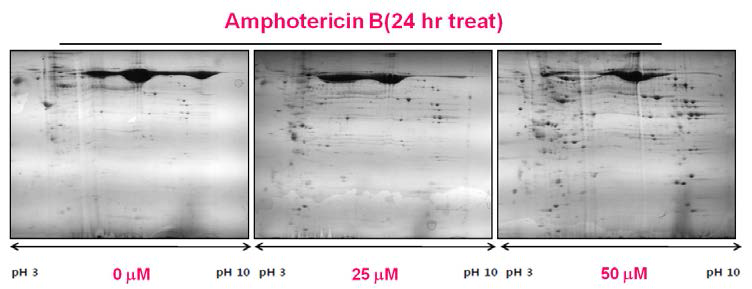 Amphotericin B 처리 농도에 따른 단백 발현 산물 분리 - 2-DE, proteome in conditioned media of HK-2 cells