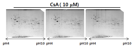 HK-2 세포에서 cyclosporin A 처리 후 발현이 변화하는 단백체 확인