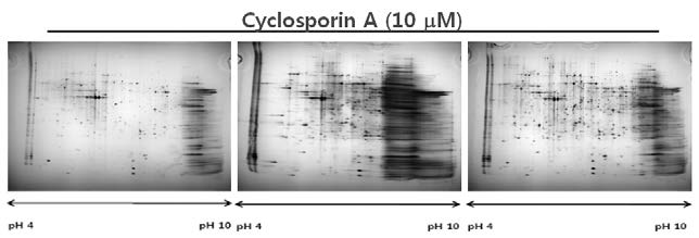 NRK-52E 세포에서 cyclosporin A 처리 후 발현이 변화하는 단백질 확인
