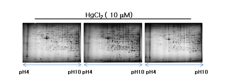 HK-2 세포에서 mercury chloride 처리 후 발현이 변화하는 단백체 확인