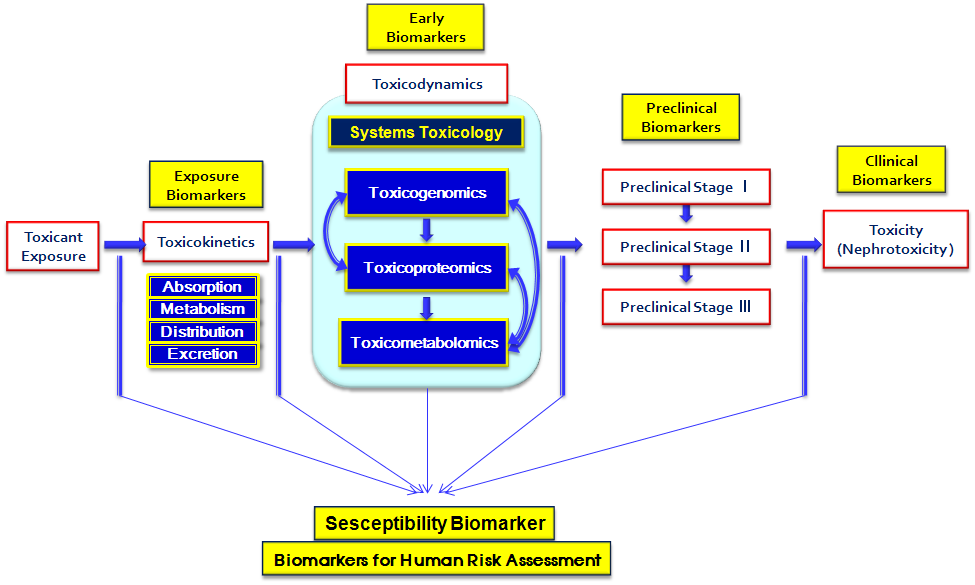 독성발현 다단계 과정에서 Biomarker, Systems Toxicology의 역할, 위해성평가 기술개발