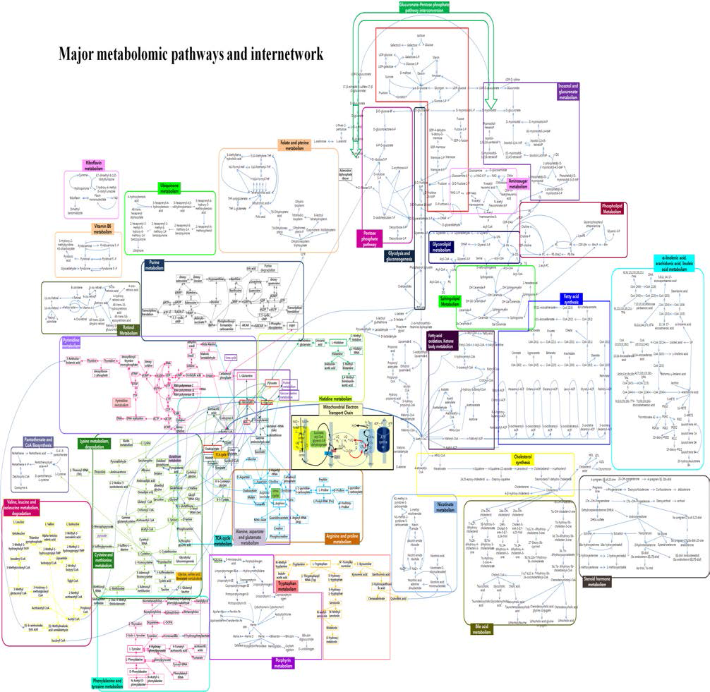 주요 metabolome의 상호 internetwork system 및 pathways