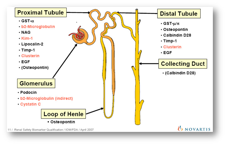 Possible biomarkers of nephrotoxicity