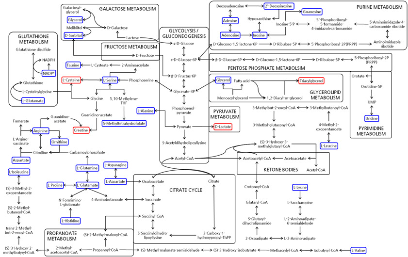 Metabolomic pathways in the kidney tissues for nephrotoxicity in vivo