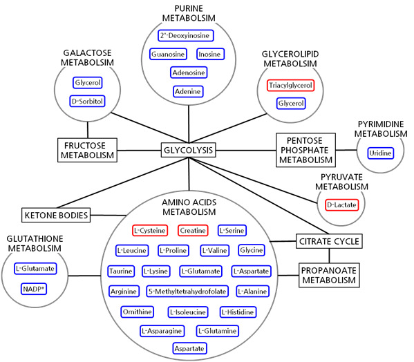 Interrrelation of metabolomic pathways in the kidney tissues for nephrotoxicity in vivo