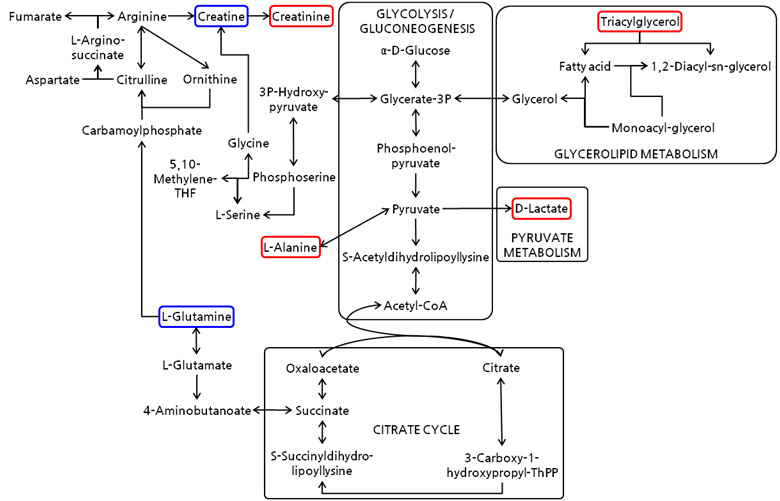 Metabolomic pathways in sera for nephrotoxicity in vivo