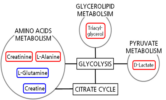 Interrelation of metabolomic pathways in sera for nephrotoxicity in vivo