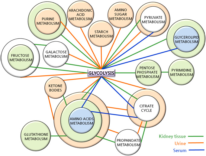 Networking analysis of metabolomic pathways for nephrotoxicity in vivo