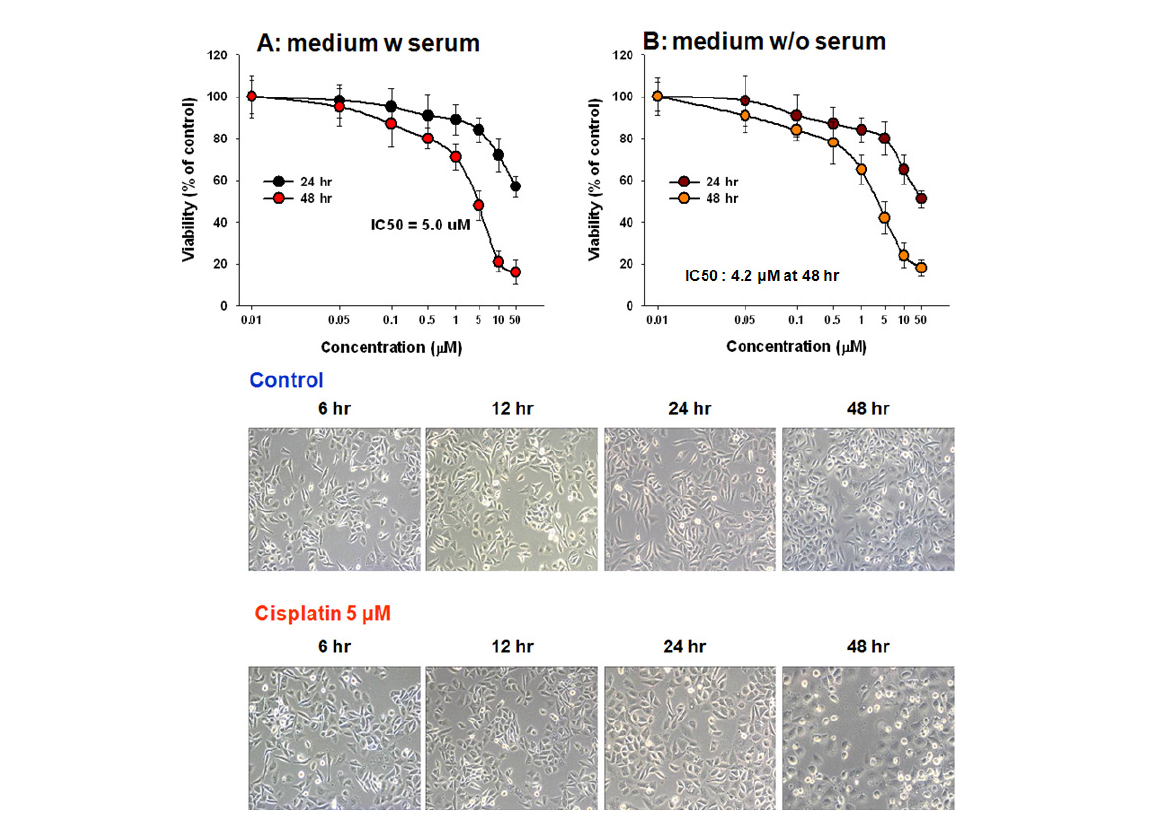 배지에 serum 존재 유무에 따른 cisplatin의 세포독성 및 형태학적 변화