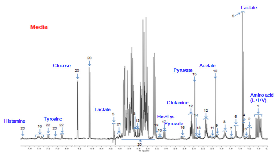 HK-2 세포 배양액에서 [1H]NMR based-peak intensity에 의해 변화된 대사체군