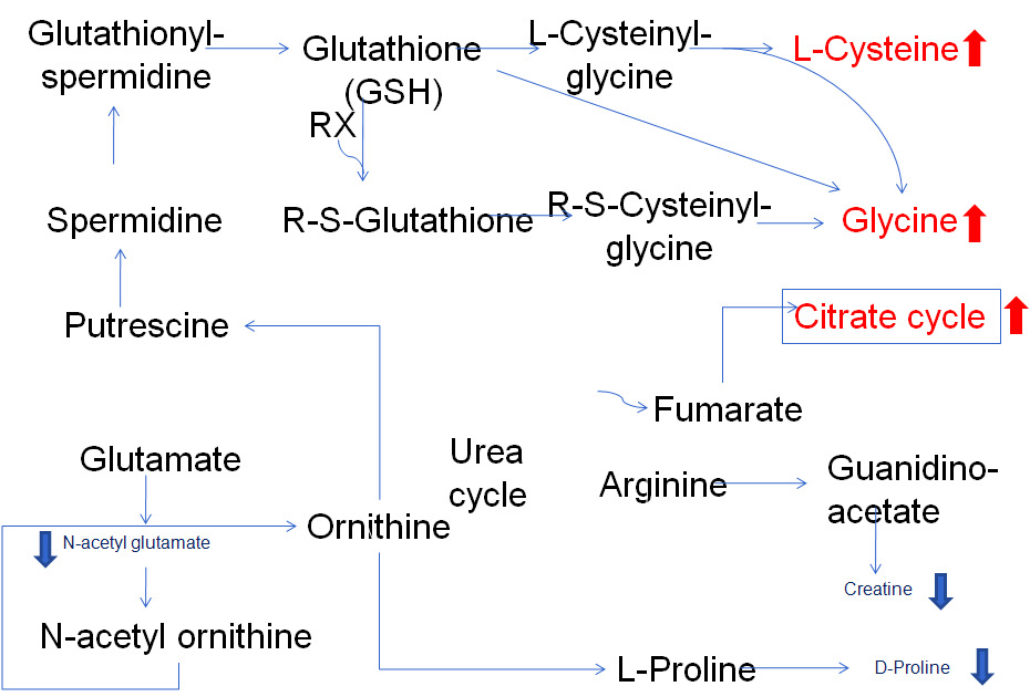 HK-2 세포에서 cisplatin에 의한 조절되는 acetate metabolism pathway