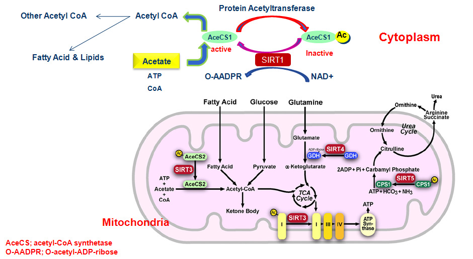 Regulation of cytoplasm & mitochondrial enzymes by sirtulins SIRT1, 3, 4 and 5 in the mitochondrial matrix