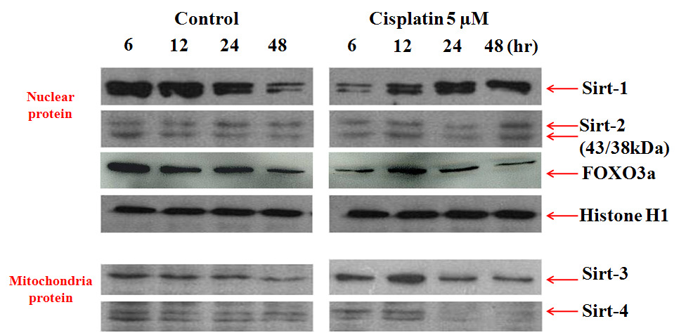 Effects of cisplatin on the expression of Sirt and FOXO3 proteins in HK-2 cells treated with cisplatin 5 μM