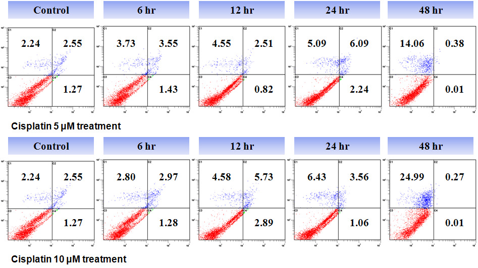 Cisplatin에 의한 HK-2 cells의 시간 의존적 apoptosis 유도