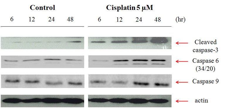 Cisplatin에 의한 HK-2 cells의 caspases 발현에 미치는 영향