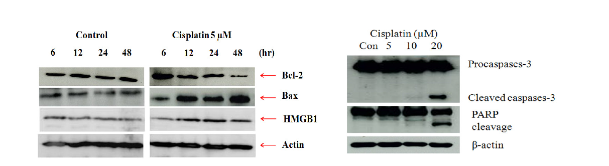Effects of cisplatin on the expression of apoptosis-related proteins in HK-2 cells