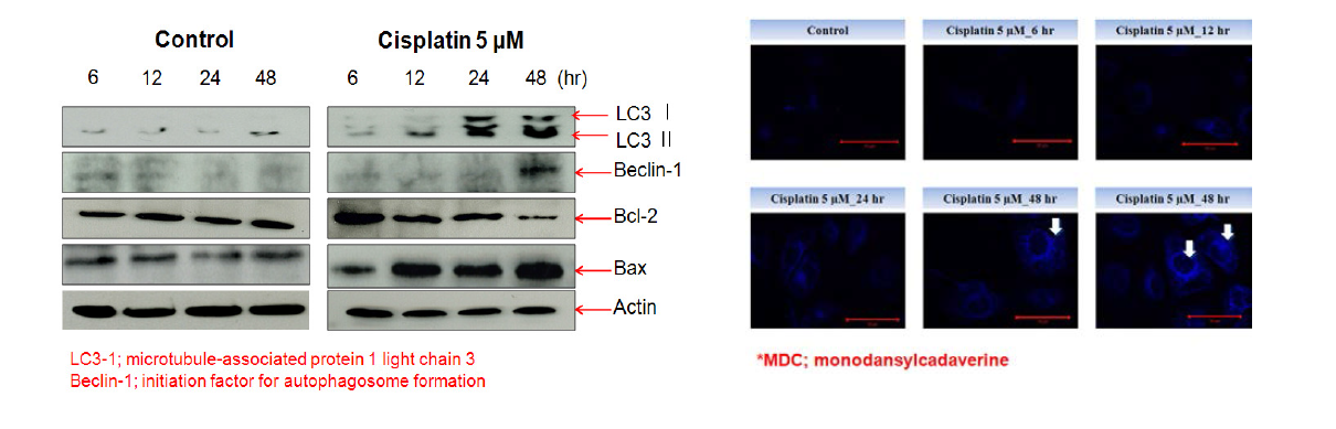 Effects of cisplatin on the expression of autophagic-related proteins in HK-2 cells