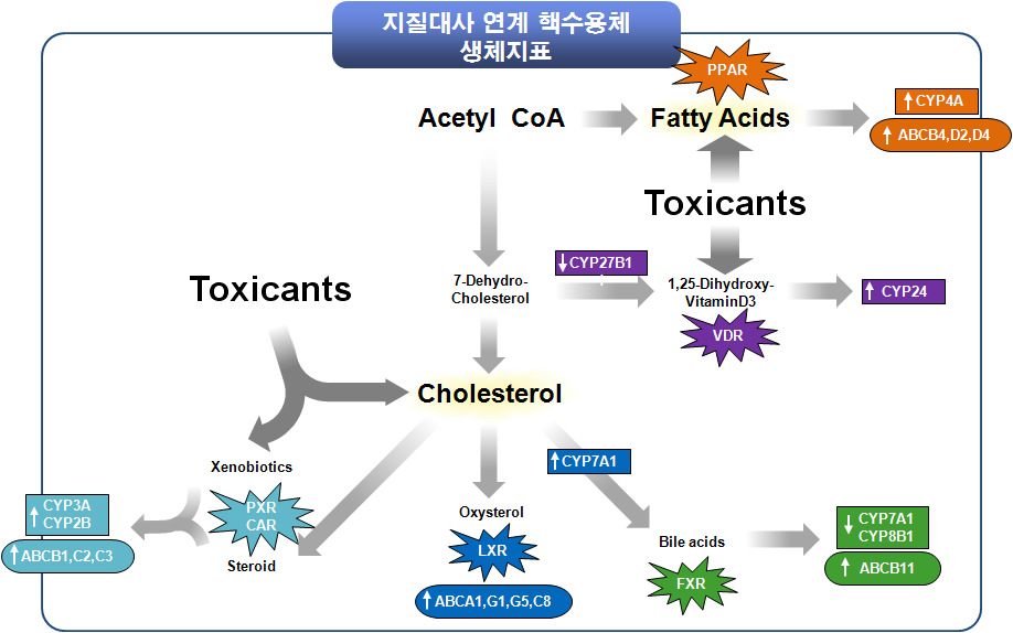 핵수용체 연계 체내 독성반응