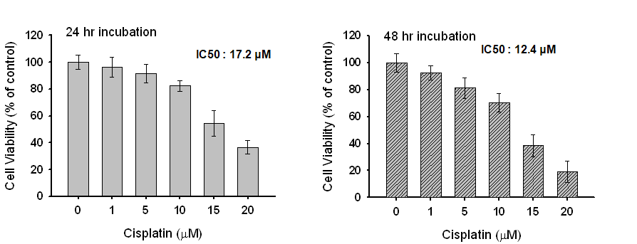 Cisplatin의 NRK-52 cell에서의 세포독성에 미치는 영향